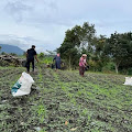 Pemupukan Jagung  Perdana, Areal Food Estate Pakpak Bharat Tumbuh Subur