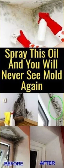 Awesome Trick: Just Spray This Mixture and You’ll Never See Mold Again!
