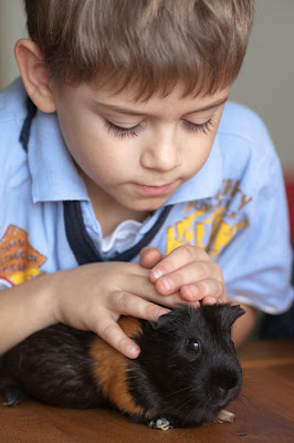 A boy strokes a black-and-tan guinea pig on the table at home