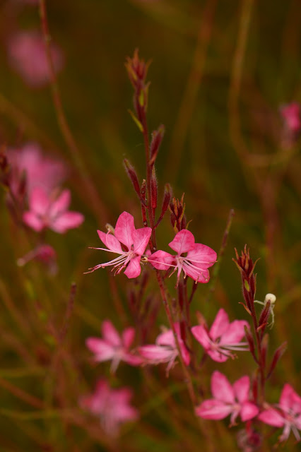 Gaura, oenothera, lindheimeri, pink, small sunny garden, amy myers, photography, desert garden, summer bloom, august