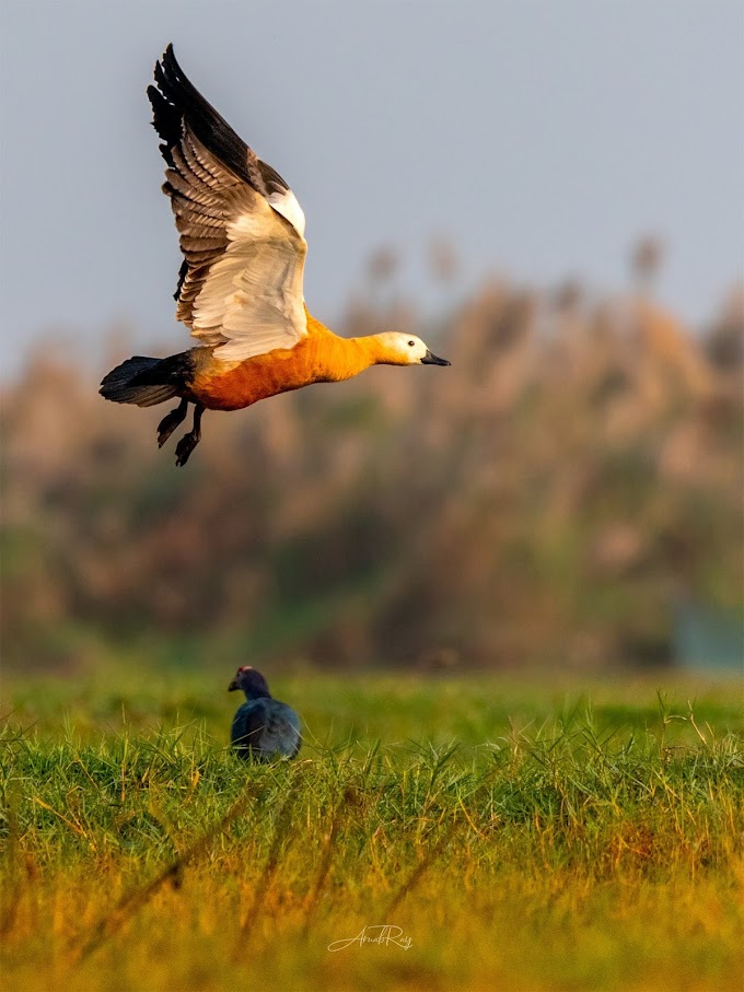 Ruddy shelduck