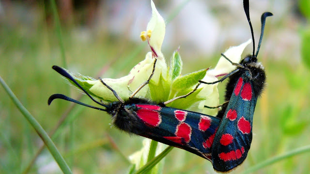 butterfly pictures