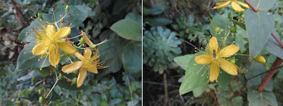 Hypericum grandifolium choisy - Guttiferae / Malfurada