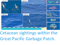 https://sciencythoughts.blogspot.com/2019/09/cetacean-sightings-within-great-pacific.html