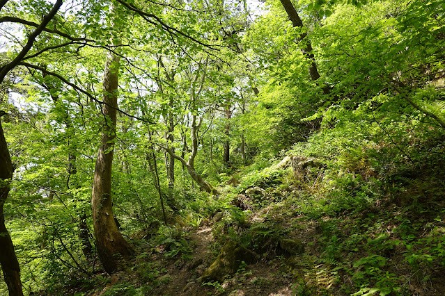 鳥取県西伯郡大山町長田 孝霊山登山道