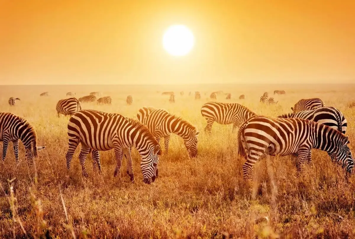 Parque natural Serengueti, África, Tanzania, animal, safari, ubicación, mapa, que significa, importancia, desierto, humano, hotel, migración, que es, entrada, Cuándo visitar, Qué tan grande es, Qué animales hay, Qué animal puedes ver migrar