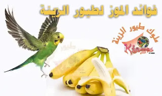 فوائد تقديم الموز للعصافير