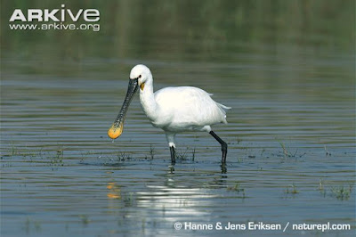 Eurasian Spoonbill