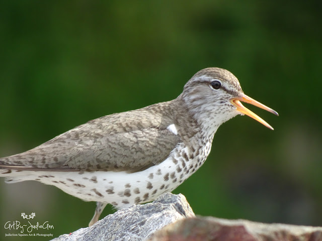 Shorebirds