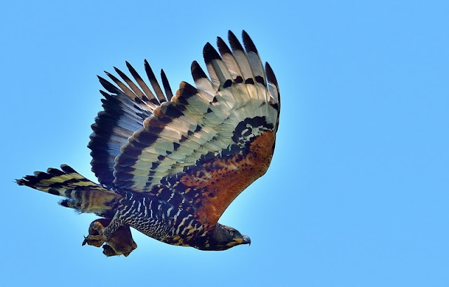 African Crowned Eagle