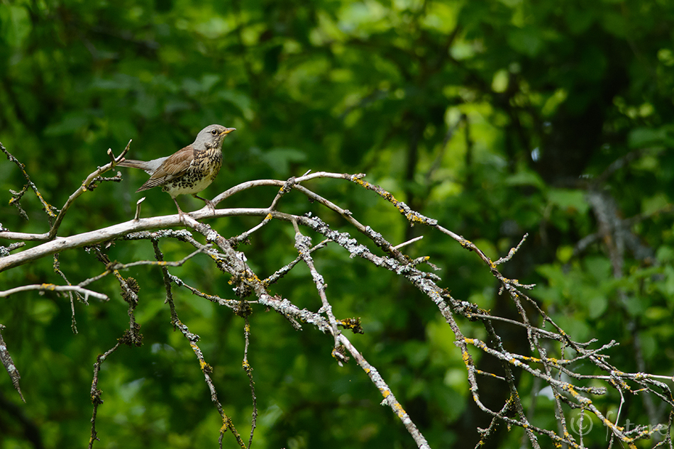 Hallrästas, Turdus pilaris, Fieldfare, rästas