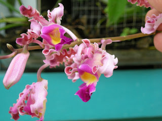 Myrmecophila tibicinis, Honduras orchid