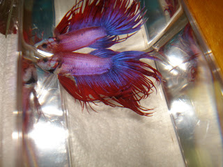 crowntail betta splenden