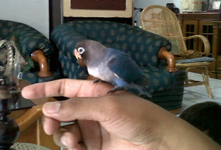 cara menjinakan lovebird