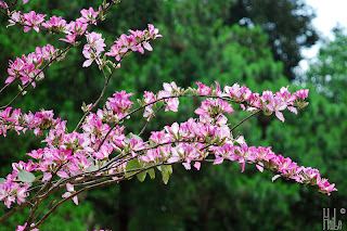 Bộ phim Hoa ban đỏ 1994