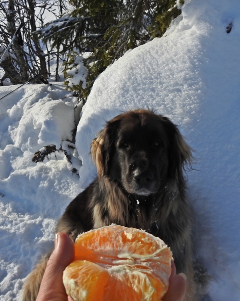 silkevassrunden teinvassåsen reset leonberger