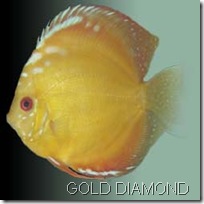 gold diamond