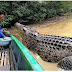 PESCADOR NA INDONÉSIA MANTÉM AMIZADE COM CROCODILO GIGANTE POR 26 ANOS