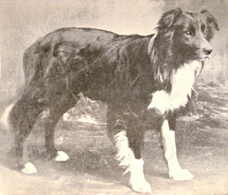 progenitor of the modern border collie Old Hemp