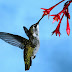 Hummingbirds Love with Flower Gardens