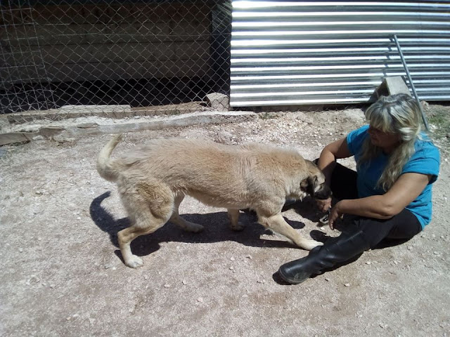 Greek rescue stray dog