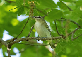 Red-eyed Vireo - Magee Marsh, Ohio, USA