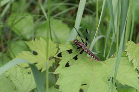 common whitetail dragonfly female