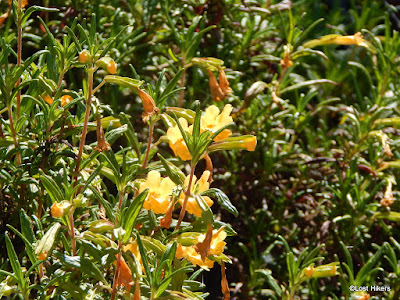 Orange Bush Monkey, Diplacus Aurantiacus