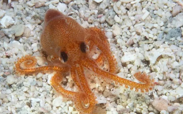 Top 10 Cutest Octopus Species