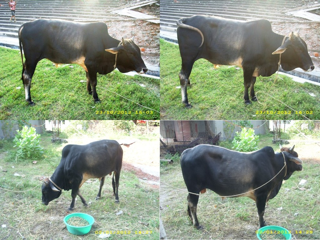 Eid-Ul-Adha( Qurbani Eid): Cow for Qurbani