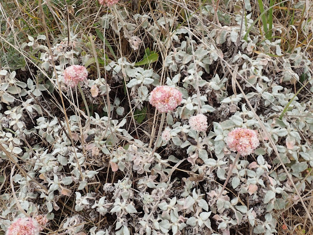 Eriogonum latifolium