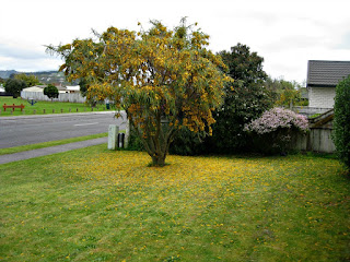 kowhai tree