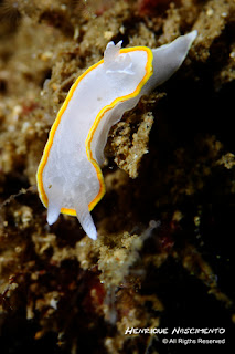 Diaphotodoris luteocincta
