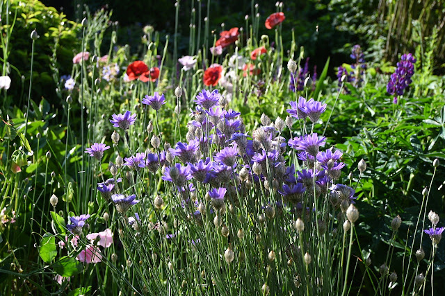 Catananche