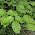 Dioscorea hispida poisonous