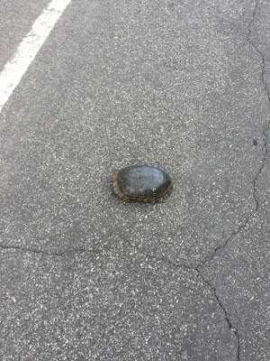 Blanding's turtle on a road