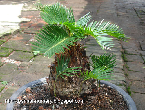 Bonsai Cycas