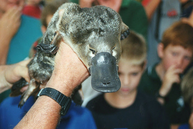 platypus, the egg-laying mammal