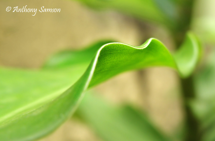 lush green curvy leaf