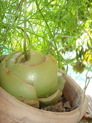 A cebola-trepadeira é uma das plantas mais exóticas encontradas, trata-se de uma cebola literalmente, que pode ser cultivada em forma de flor, em vasos suspensos, arandelas e vasos em forma de bacia.