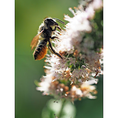 Megachile su menta