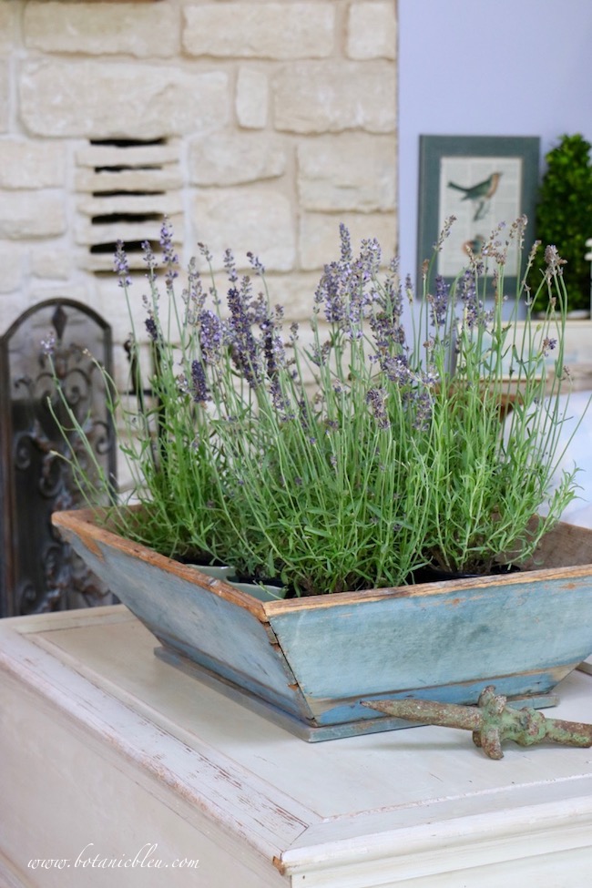 French Lavender in Rustic Blue Box