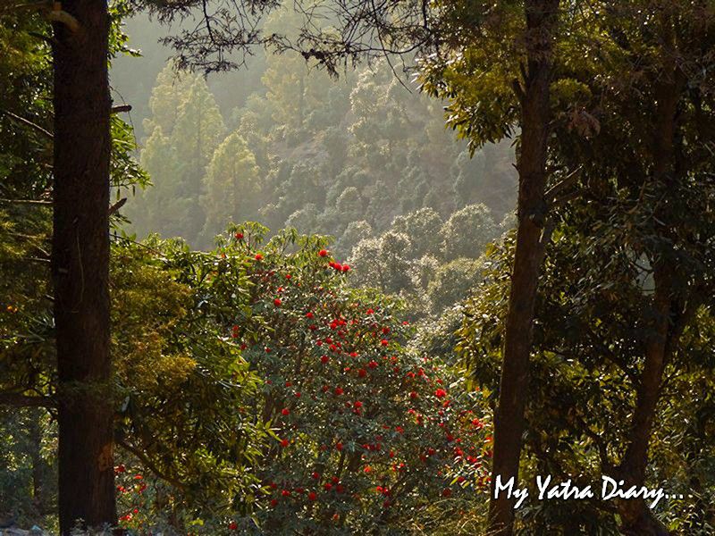 Seasonal trees at Dhanachuli Uttarakhand