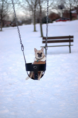 Cute Swinging Dogs Seen On www.coolpicturegallery.us