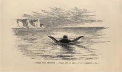 Osborne Ss Whale Eater