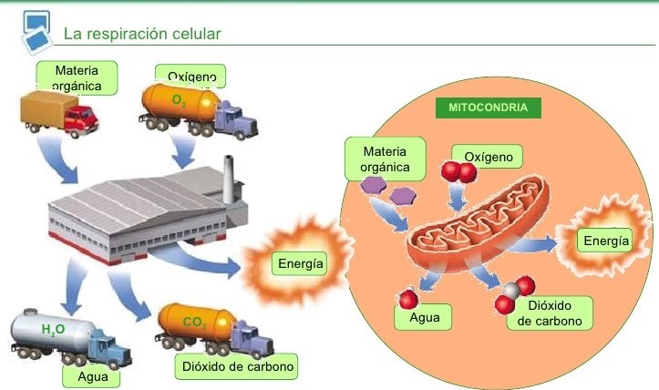 Imagen relacionada