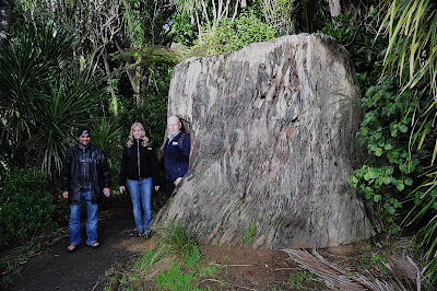 Kauri tree stump and three tourists