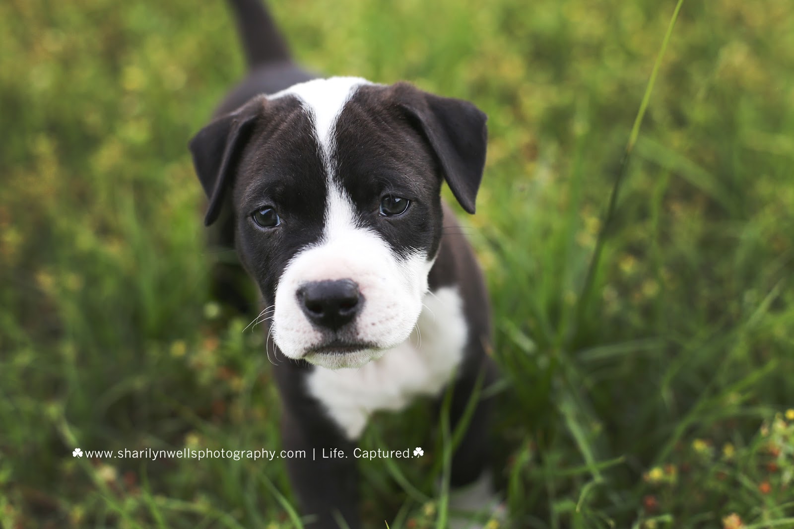 Sharilyn Wells Photography Puppies Galore Pet Fayetteville N C Photographer