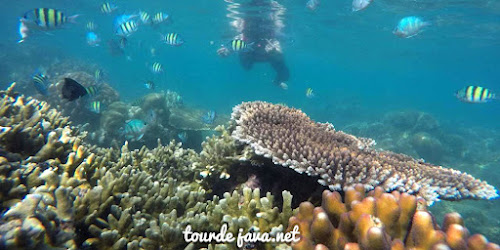 snorkeling dalam paket wisata destinasi pulau seribu