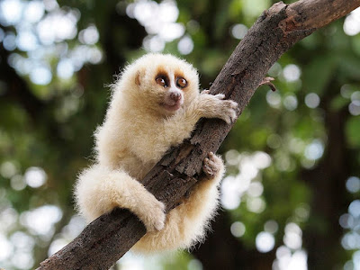Slow Loris facts and information